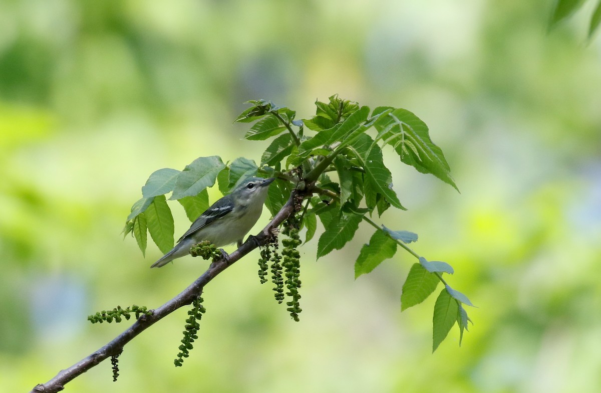 Blauwaldsänger - ML257004021