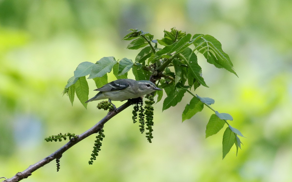 Cerulean Warbler - ML257004041