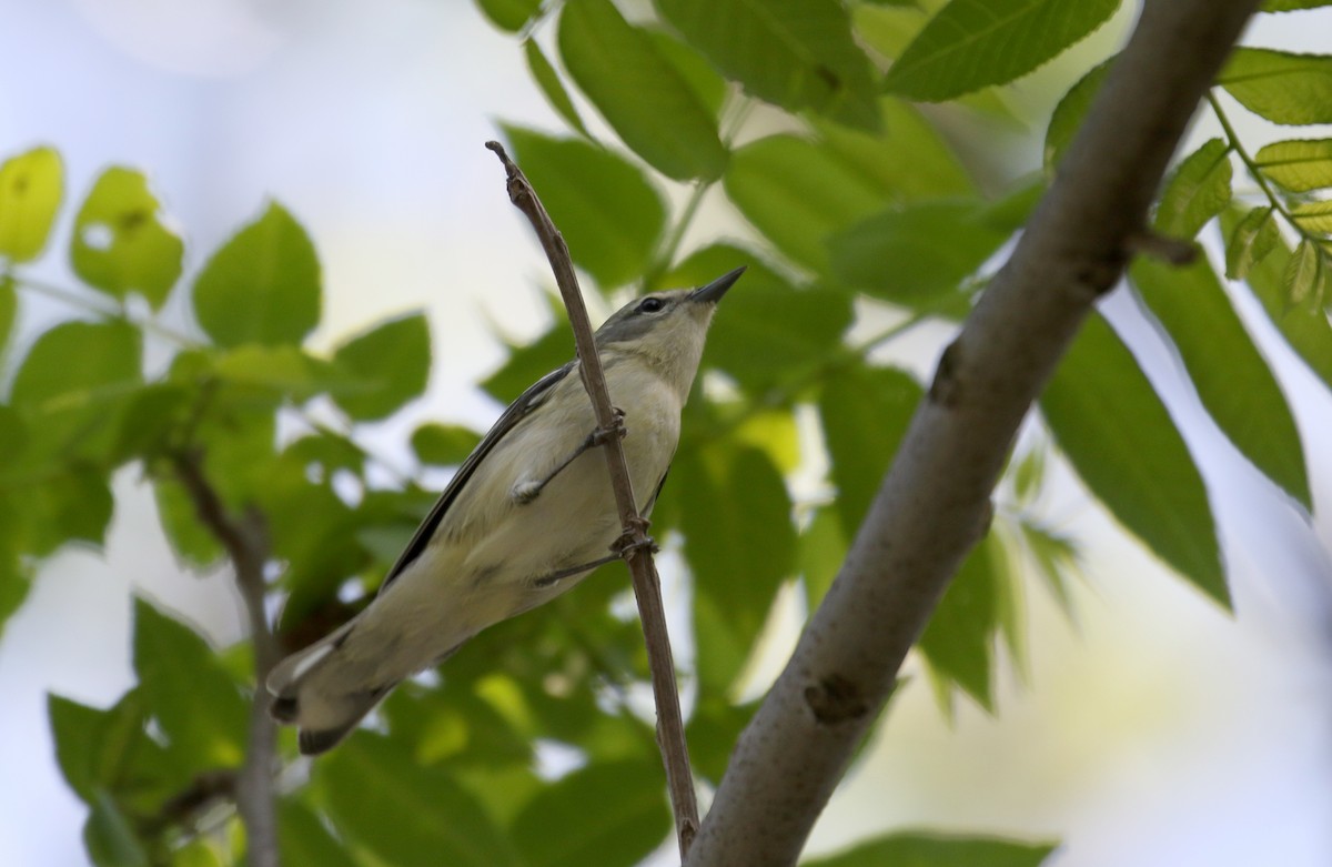 Blauwaldsänger - ML257004111