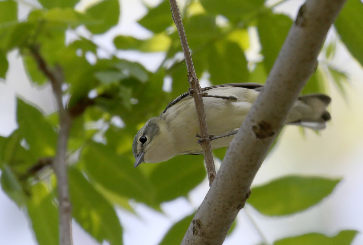 Blauwaldsänger - ML257004141