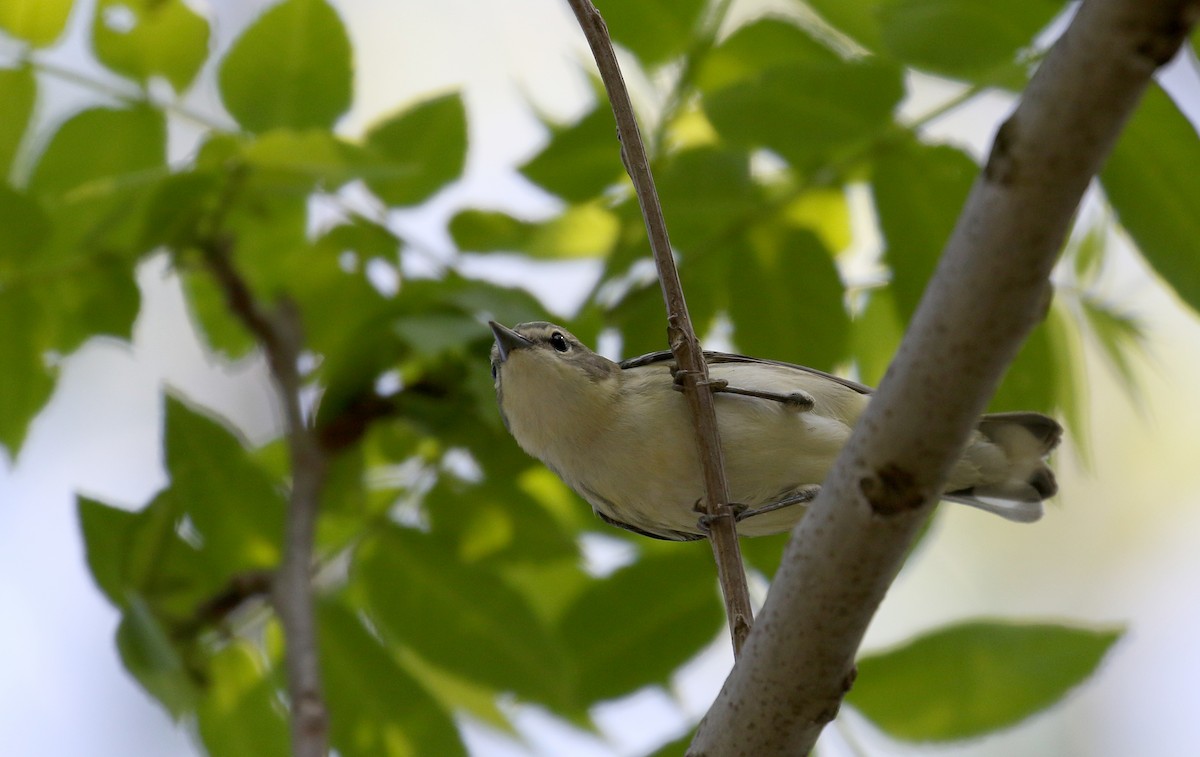 Blauwaldsänger - ML257004201