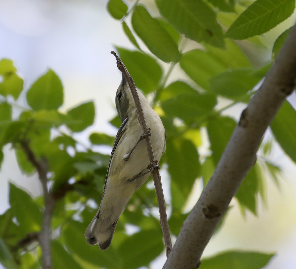 Cerulean Warbler - ML257004221