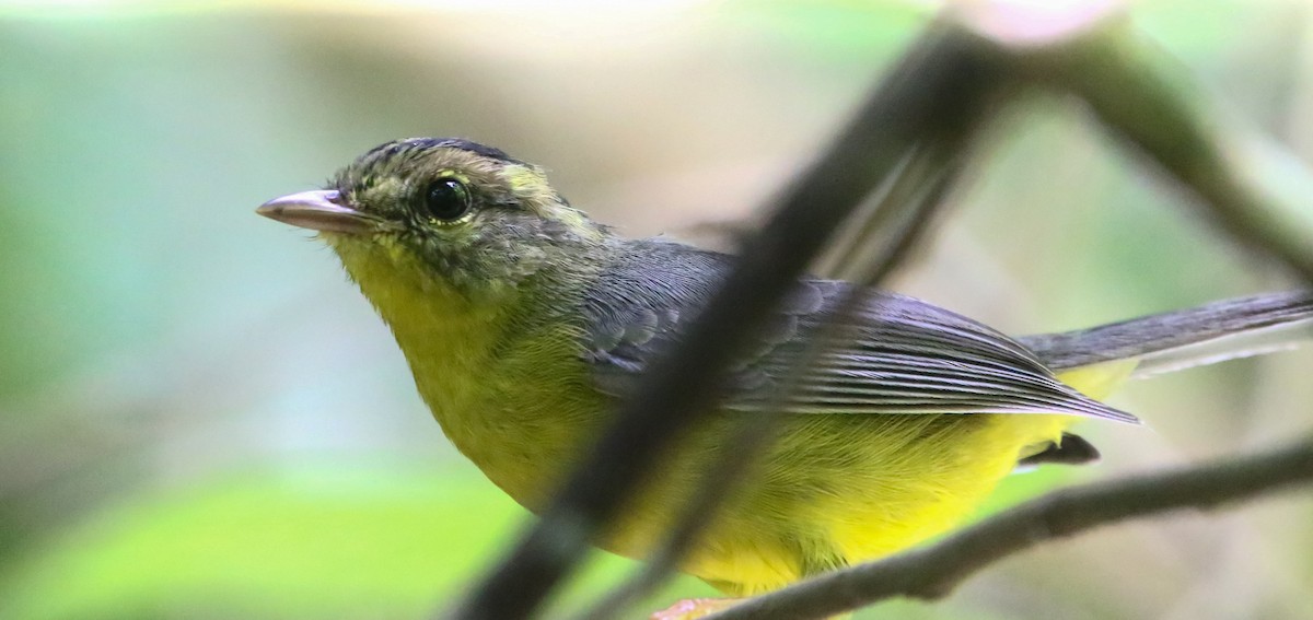 Golden-crowned Warbler - ML257004741
