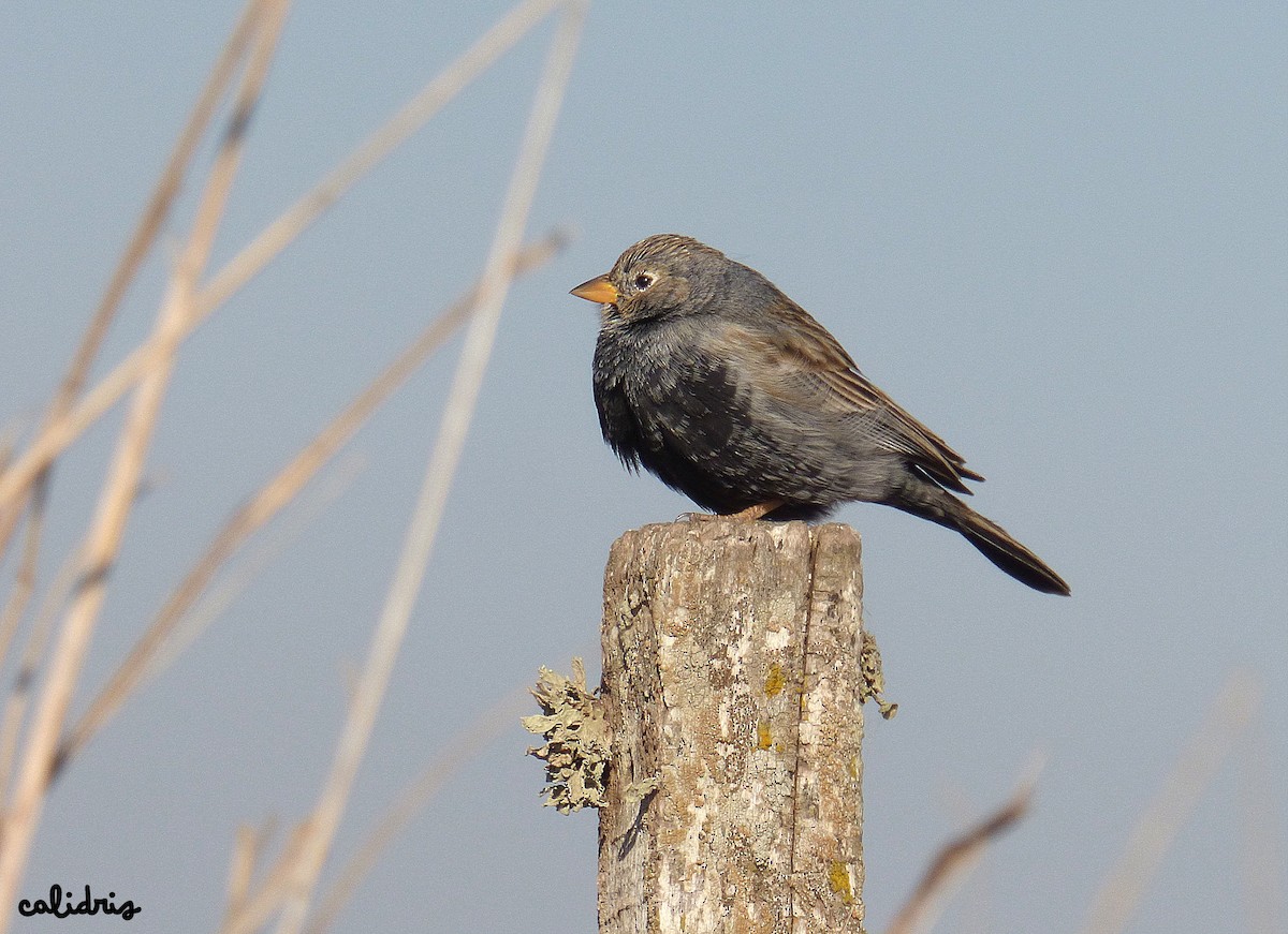 Carbonated Sierra Finch - Pablo Hernan Capovilla