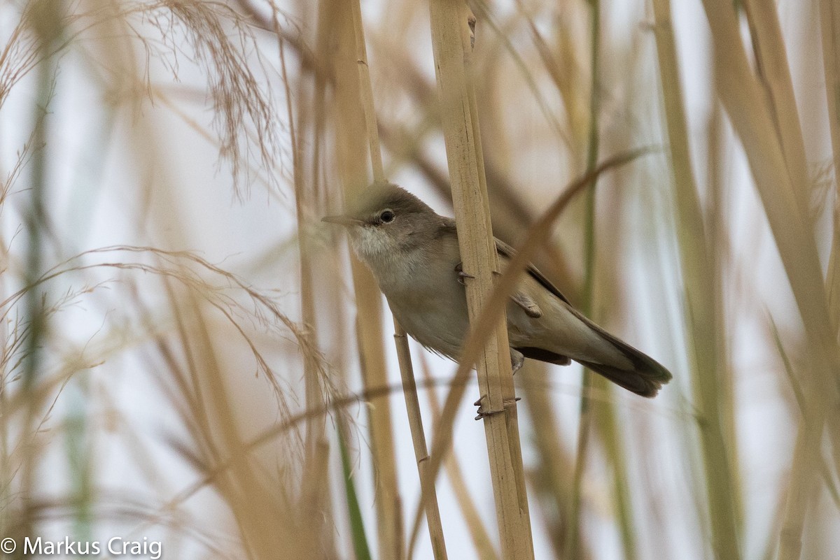 Common Reed Warbler (Caspian) - Markus Craig