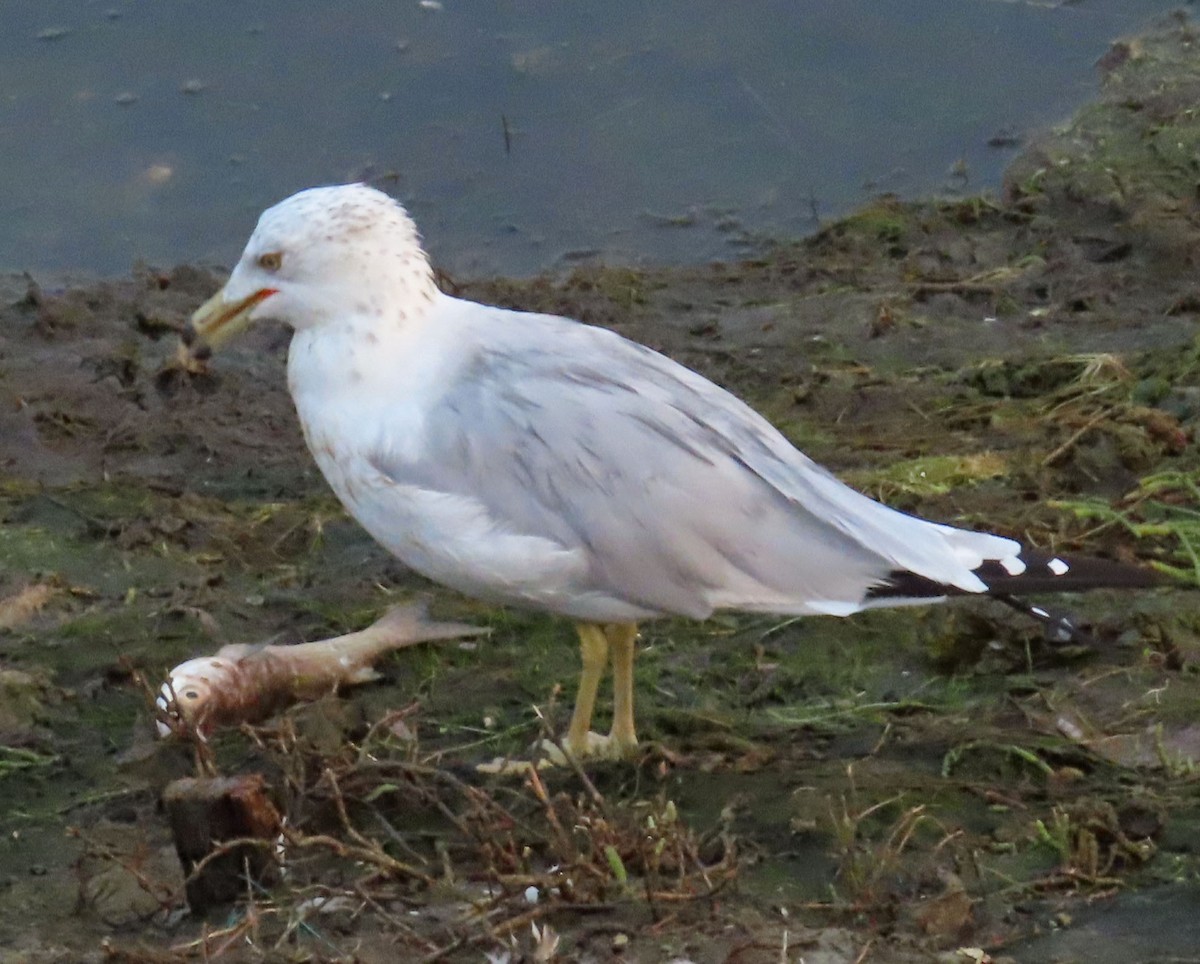 Ring-billed Gull - Diane Etchison