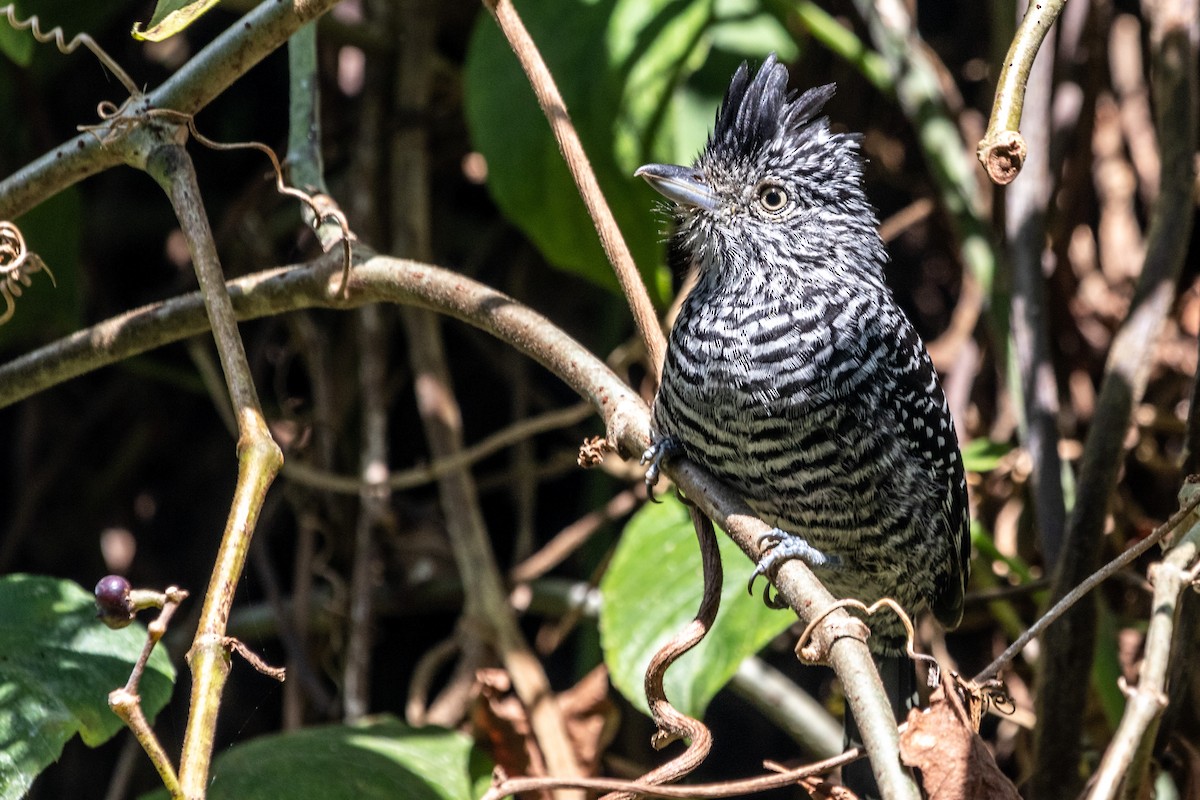 Barred Antshrike - ML257007401