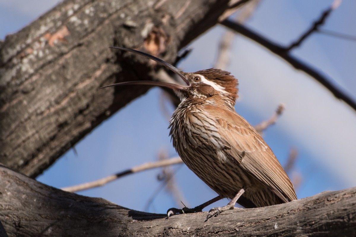 Scimitar-billed Woodcreeper - ML257007801