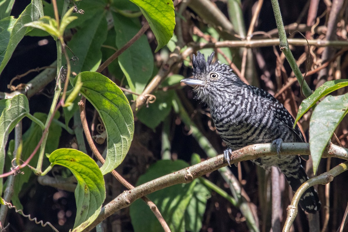 Barred Antshrike - ML257007841