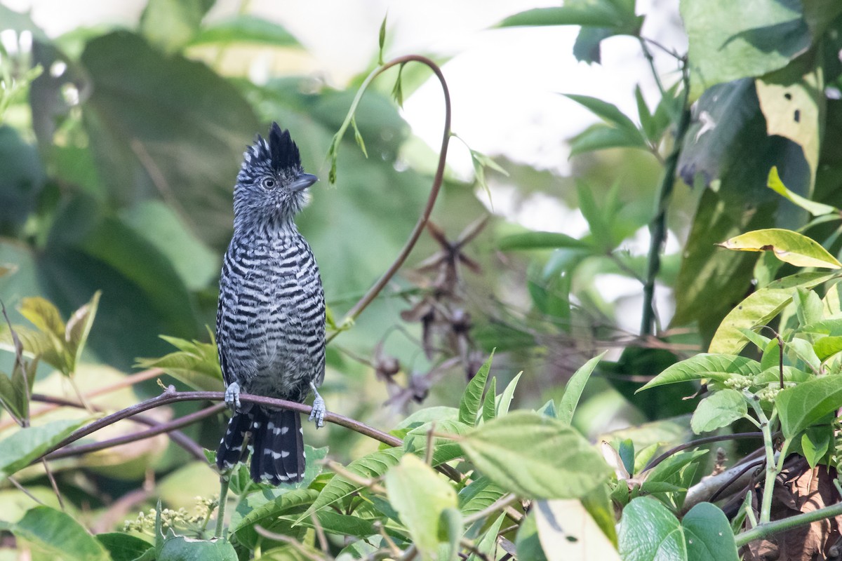 Barred Antshrike - ML257008071