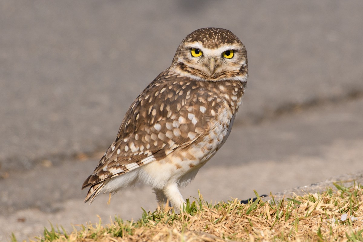 Burrowing Owl - ML257008361