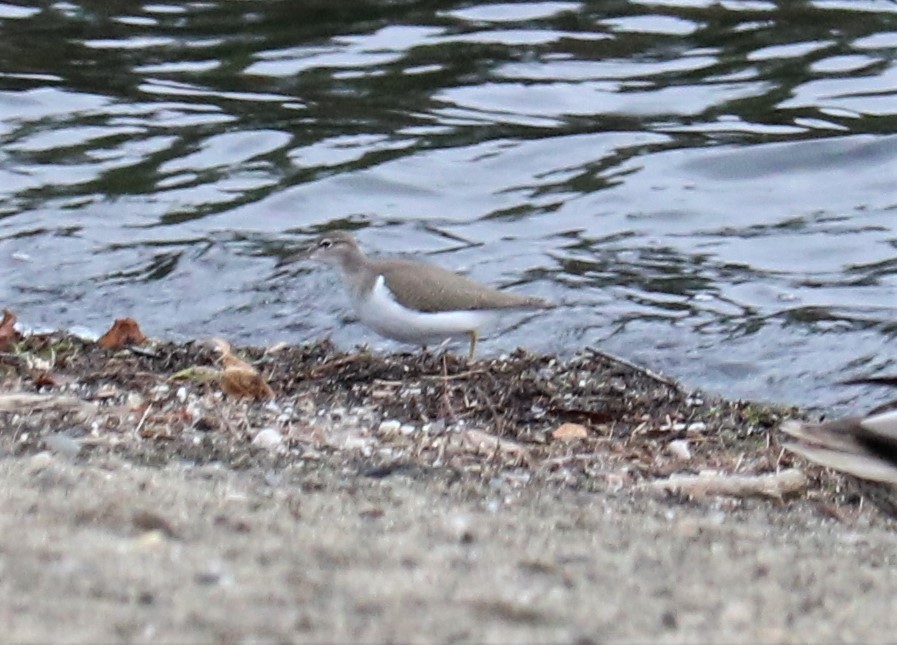 Spotted Sandpiper - ML257008441