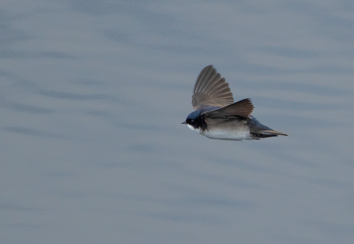 Blue-and-white Swallow - ML257010991