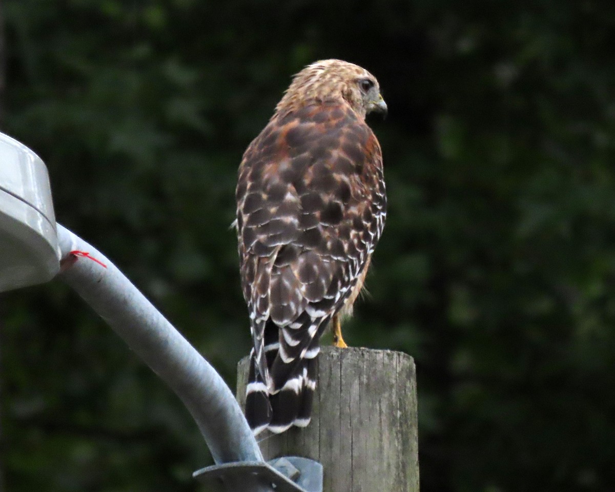 Red-shouldered Hawk - ML257011451