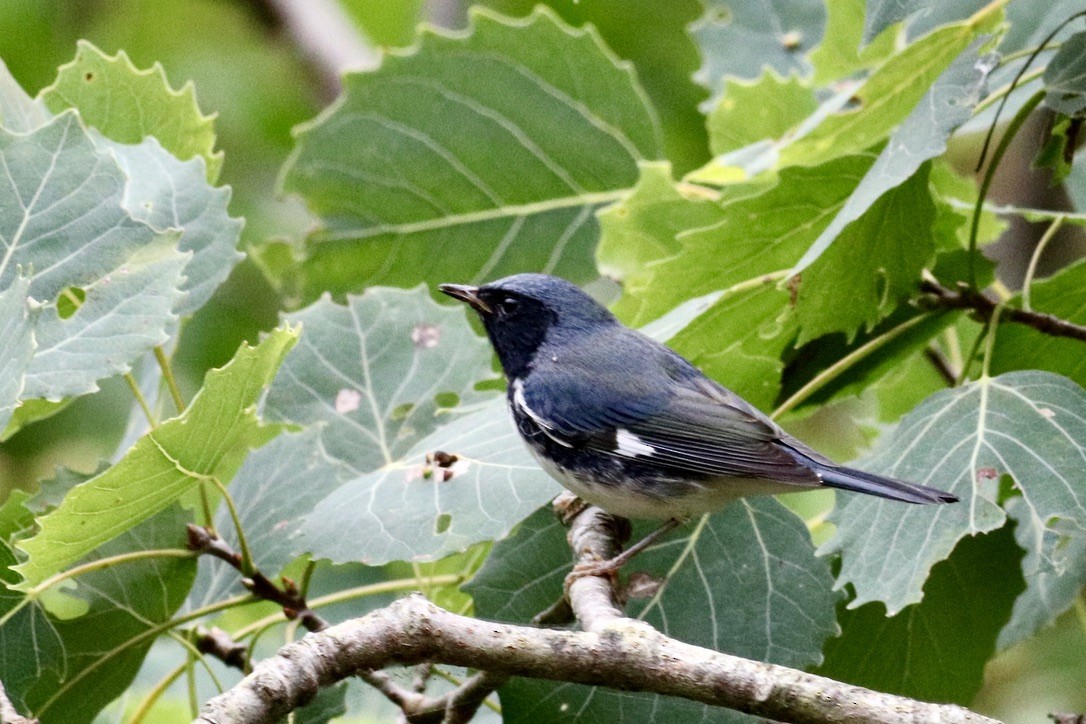 Black-throated Blue Warbler - George Forsyth
