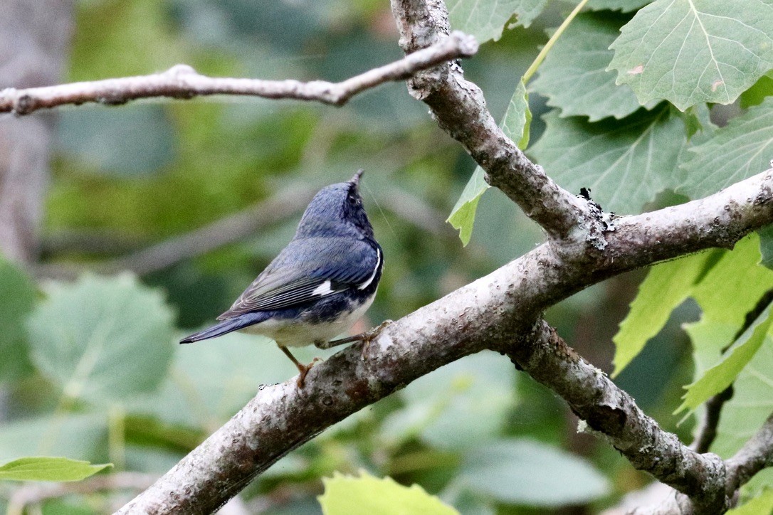 Black-throated Blue Warbler - George Forsyth