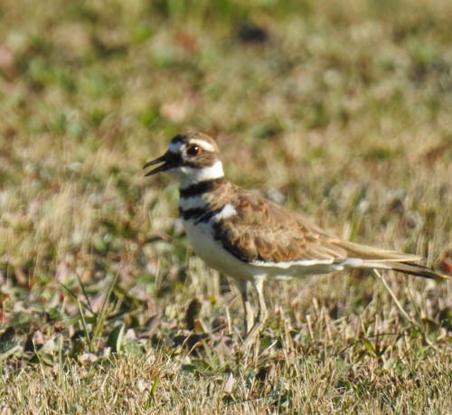 Killdeer - Julie Perrin