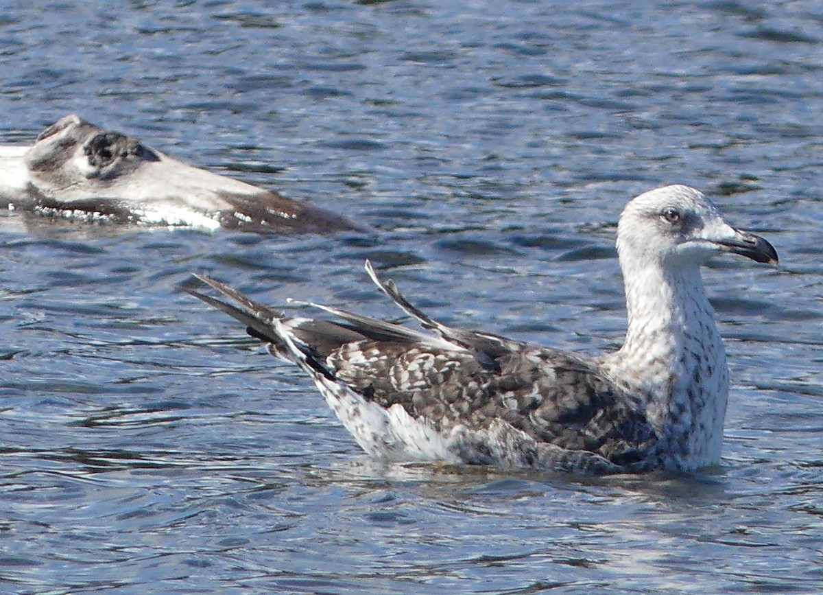 Lesser Black-backed Gull - ML257014441