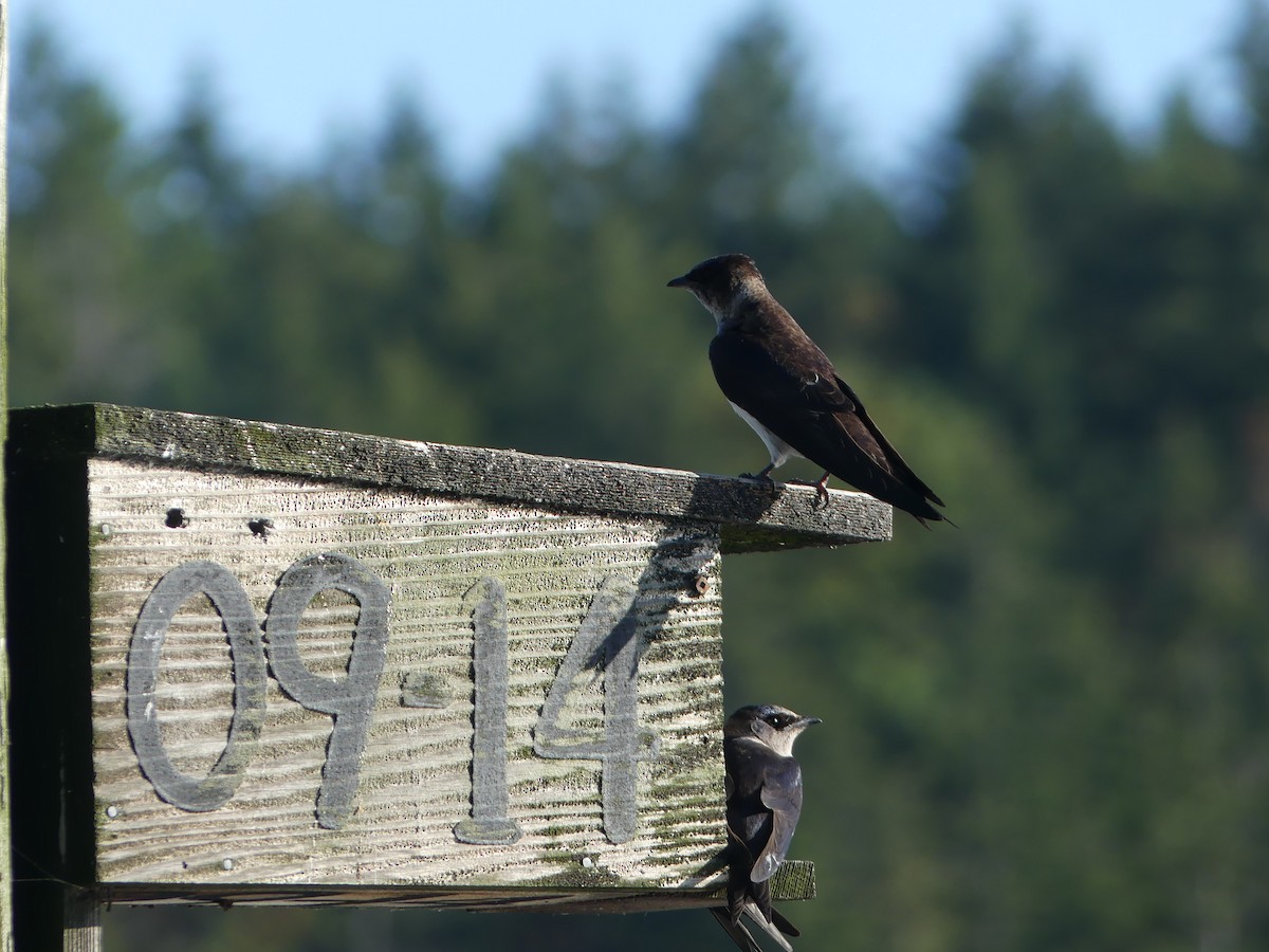 Purple Martin - ML257014791