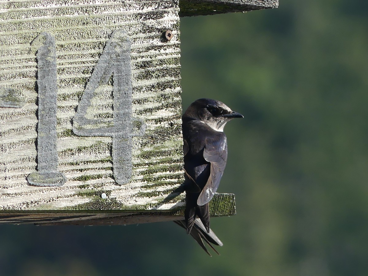 Purple Martin - ML257014801
