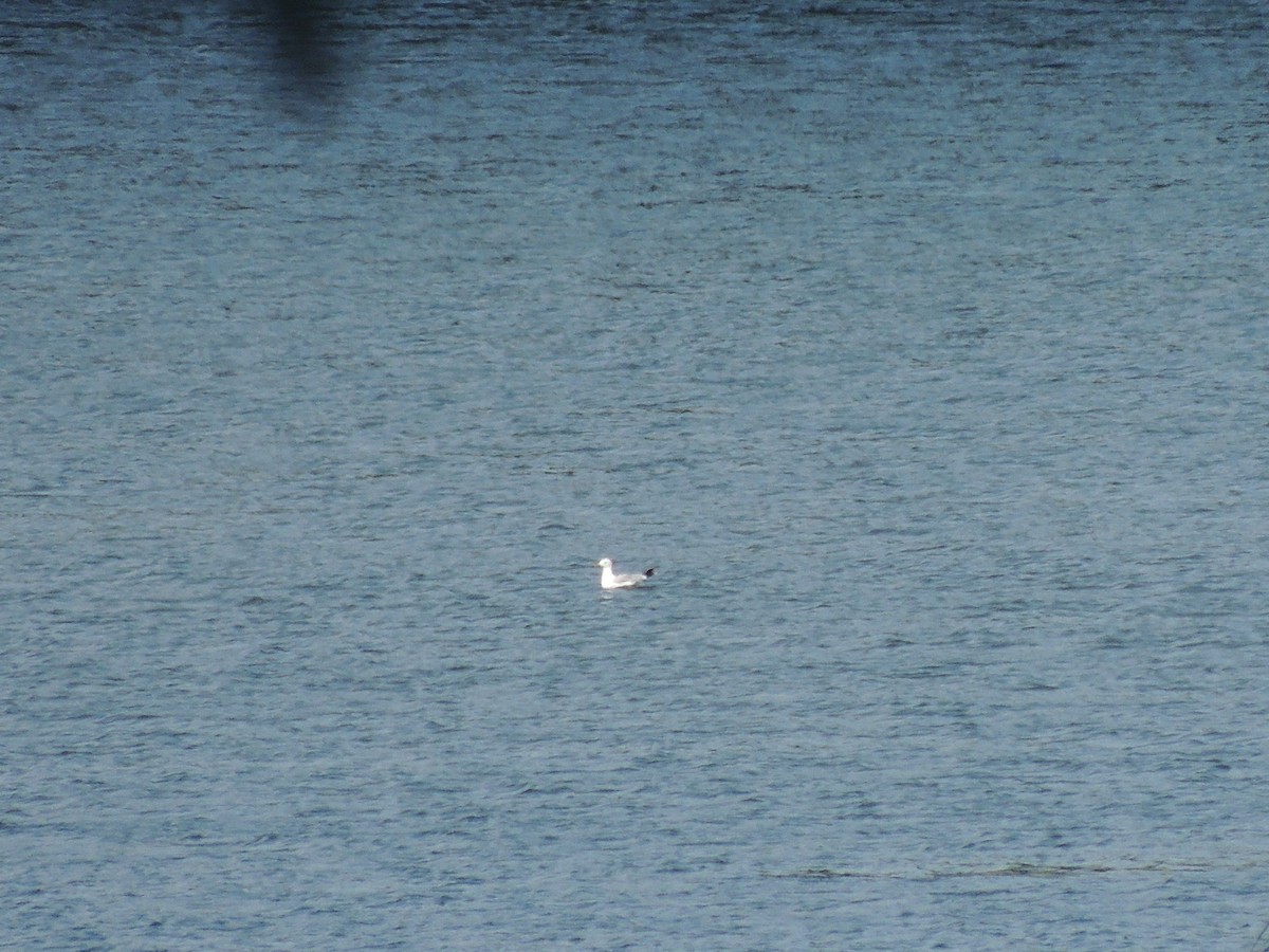 Ring-billed Gull - ML257017081