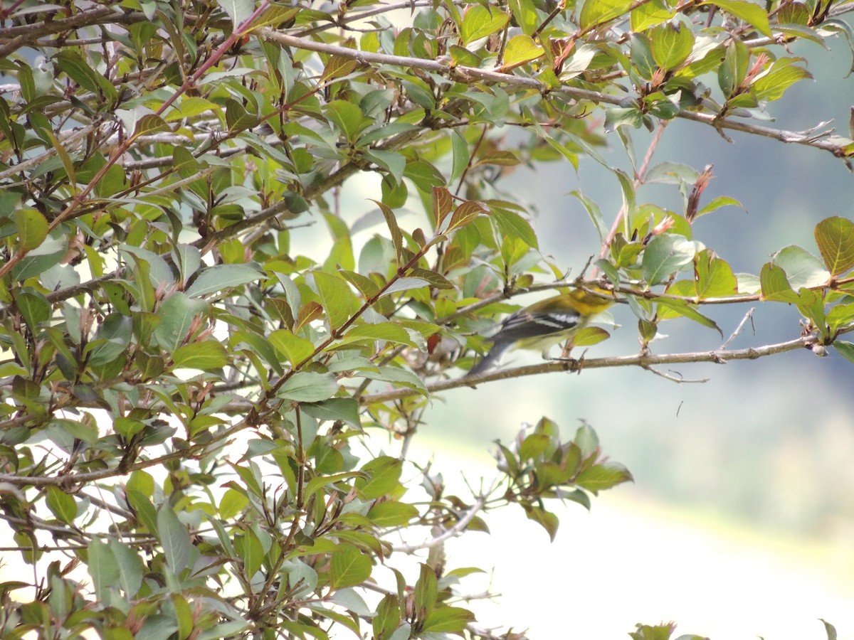 Black-throated Green Warbler - Paul & Koni Fank