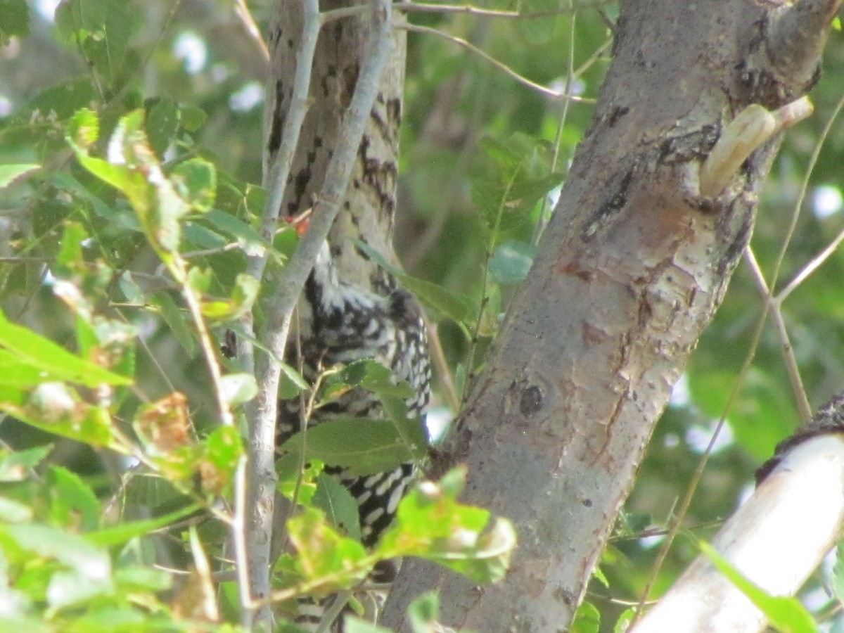 Ladder-backed Woodpecker - ML257018841