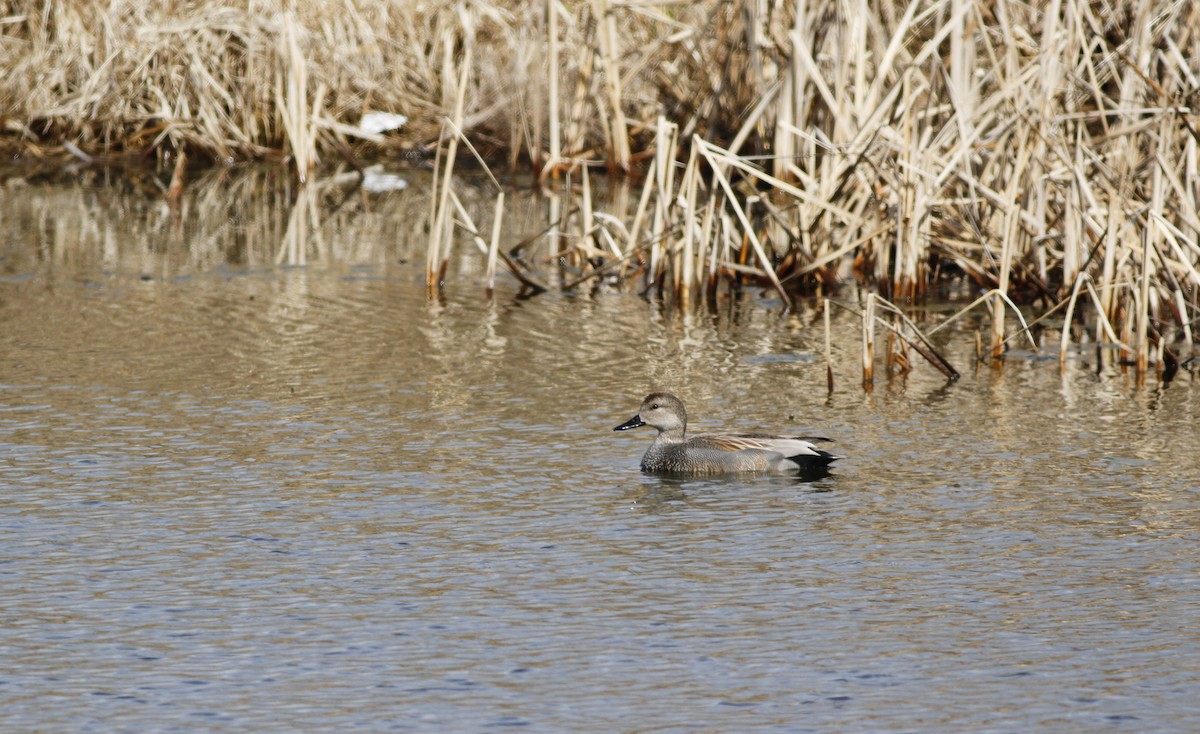 Gadwall - Kyle Lima