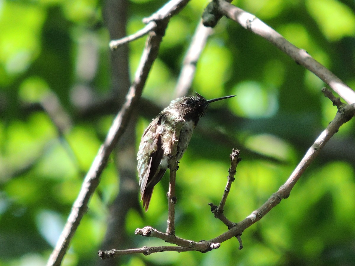 Ruby-throated Hummingbird - ML257019411