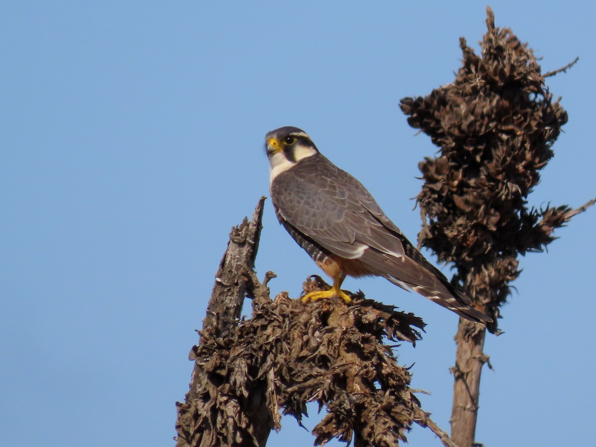 Aplomado Falcon - ML257020301