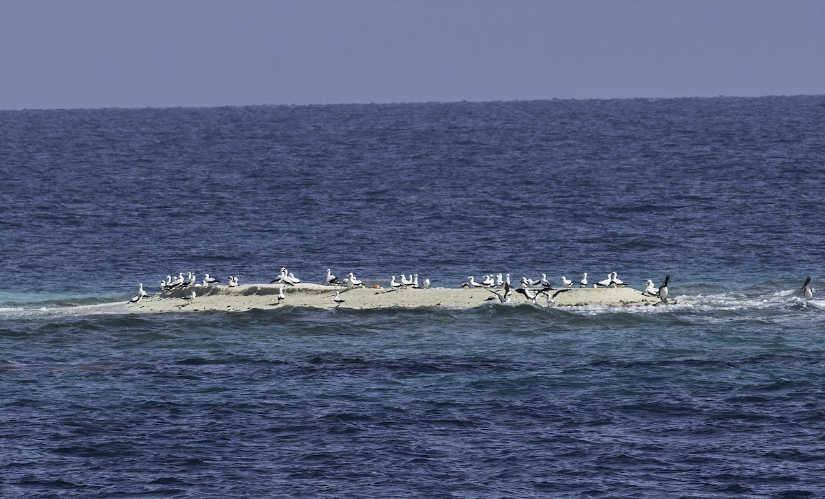 Masked Booby - ML257021721
