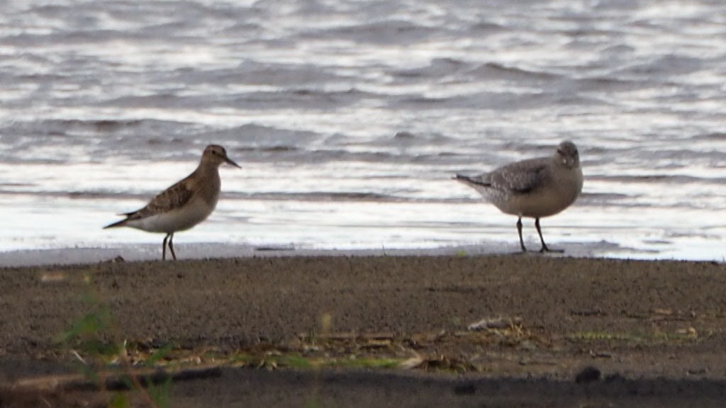 Red Knot - ML257021791