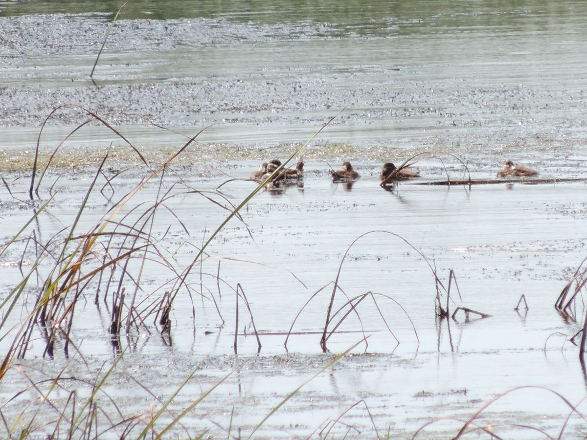 Ruddy Duck - ML257023691