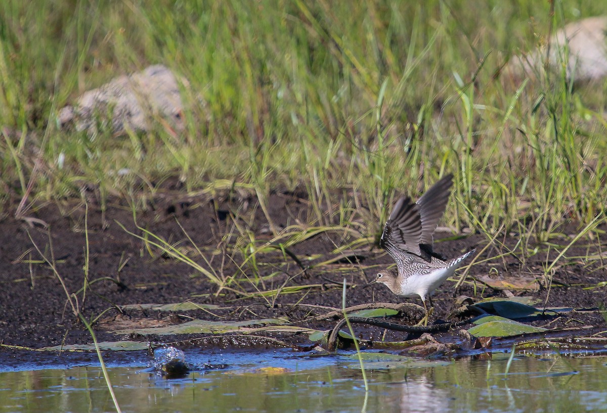 Solitary Sandpiper - ML257024161