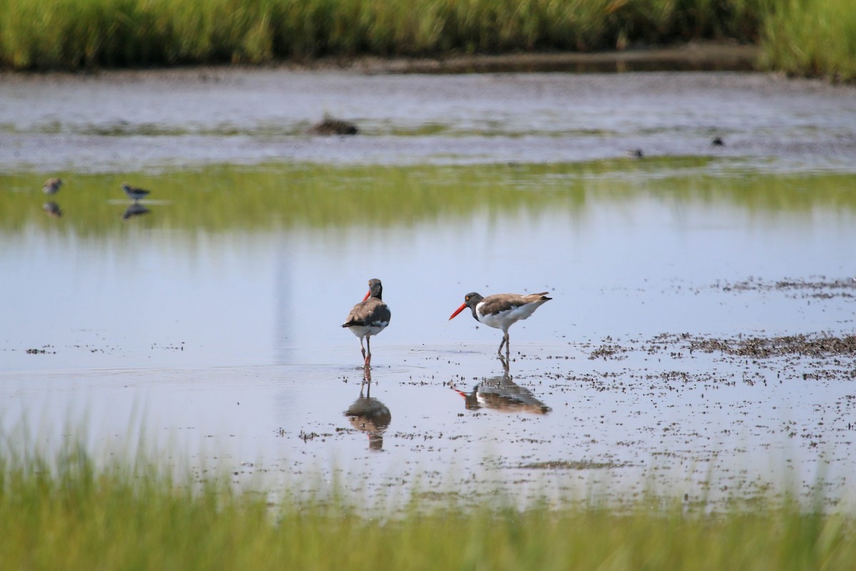 American Oystercatcher - ML257024481