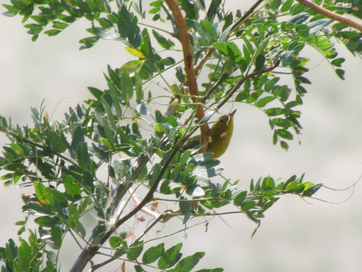 Wilson's Warbler - ML257026441