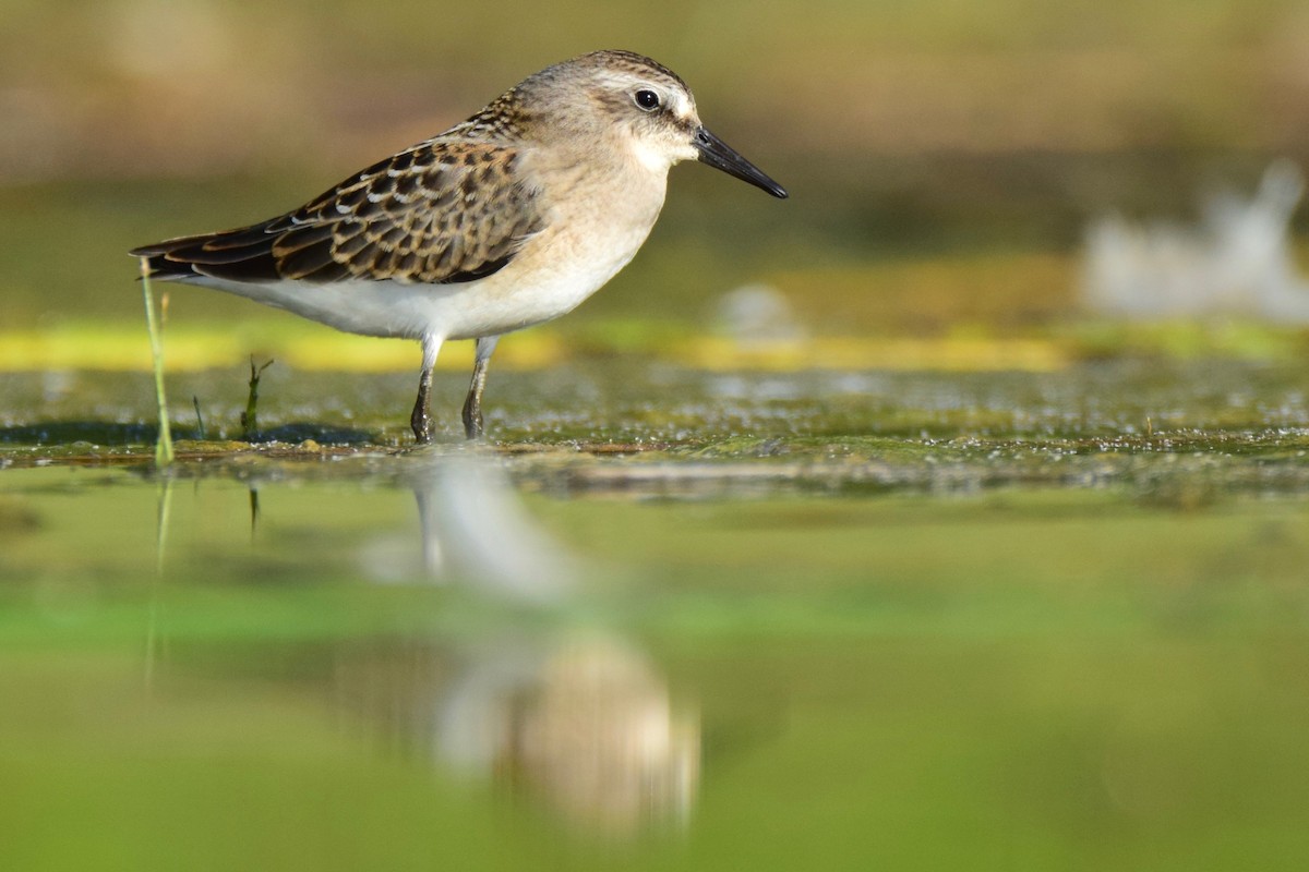 Semipalmated Sandpiper - Ben  Lucking