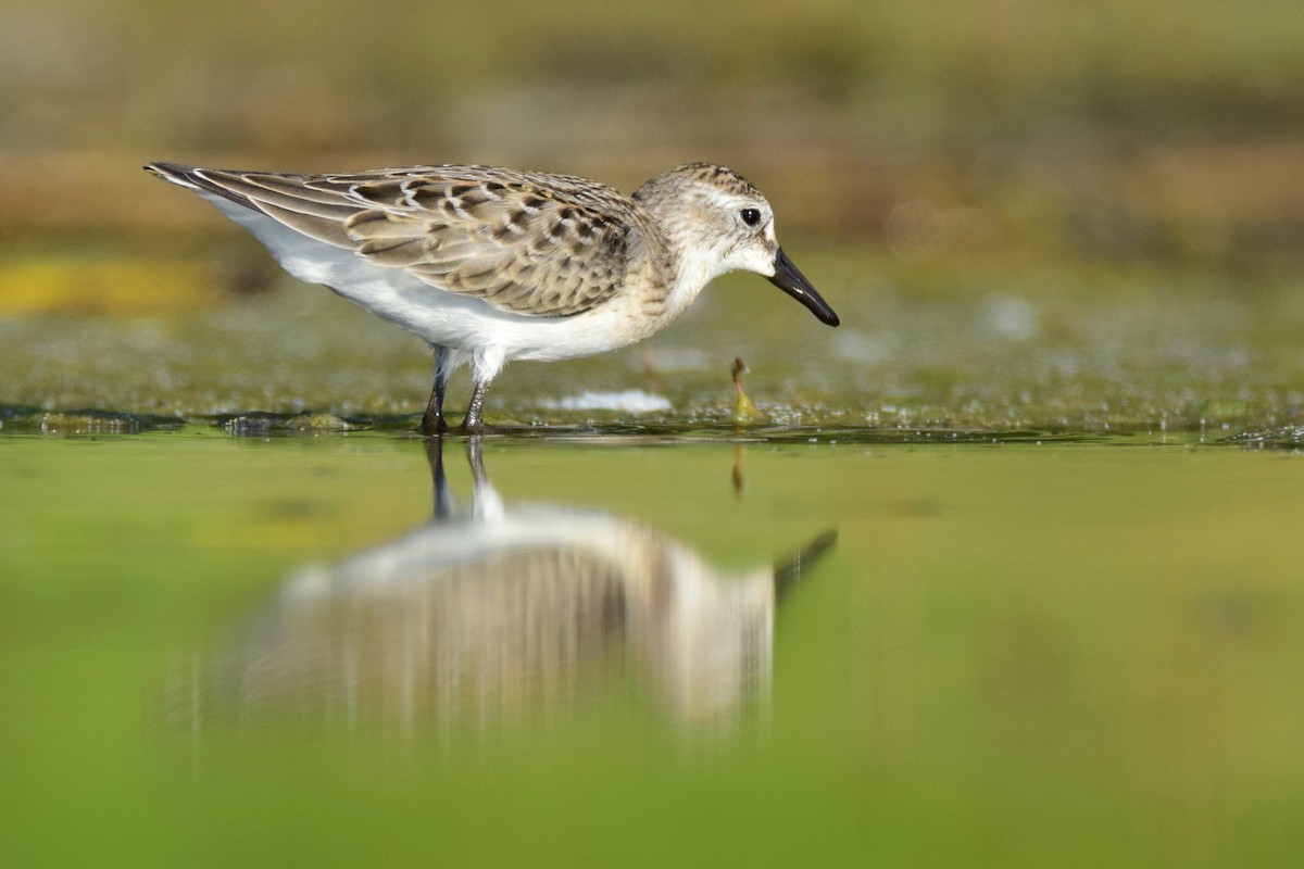 Semipalmated Sandpiper - Ben  Lucking