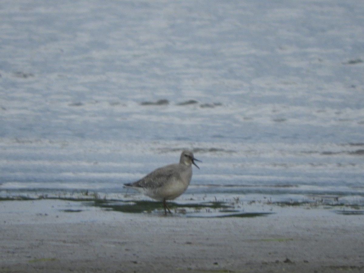 Red Knot - ML257027411