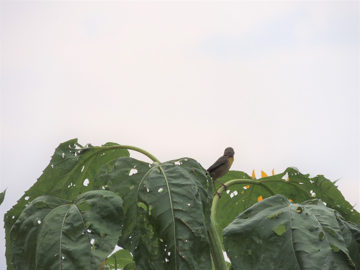 Common Yellowthroat - ML257029171