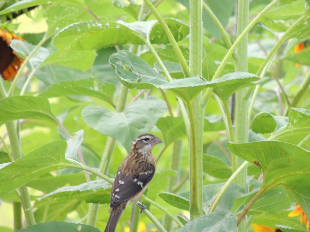 Rose-breasted Grosbeak - Paul & Koni Fank