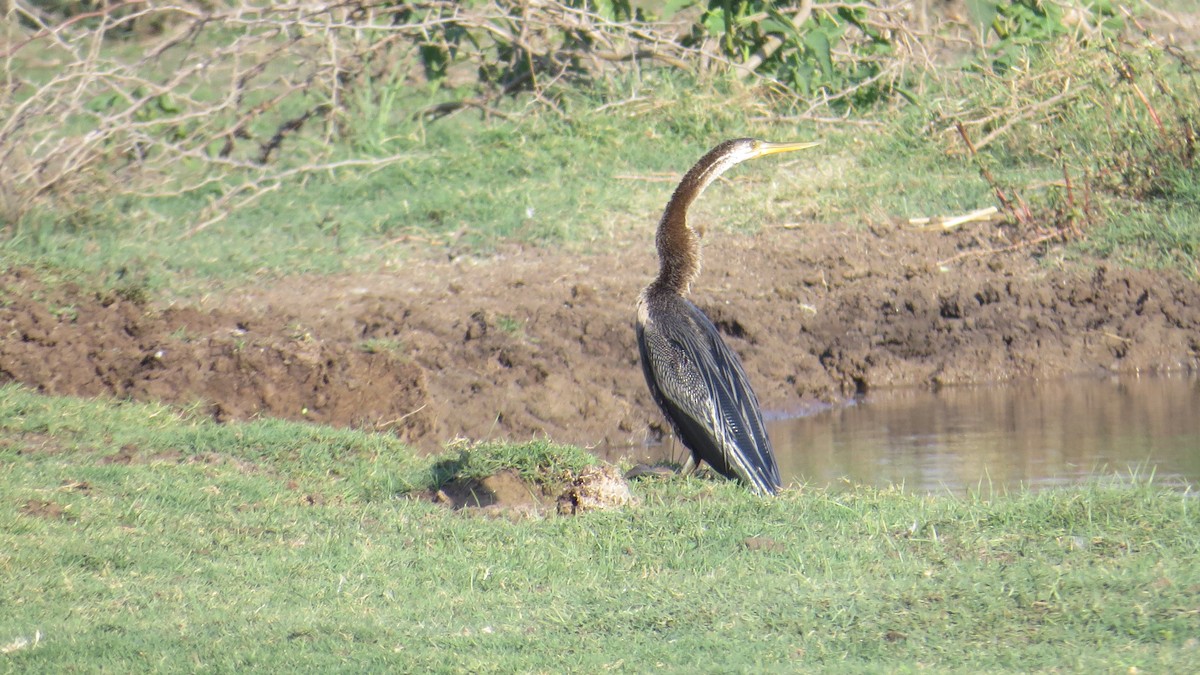 Oriental Darter - ML25703121