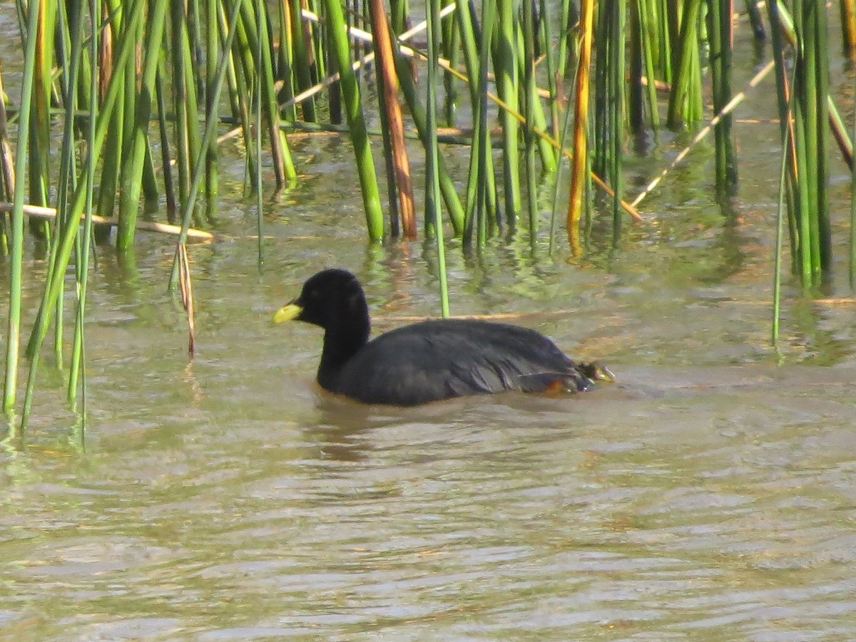 Red-gartered Coot - ML257032101