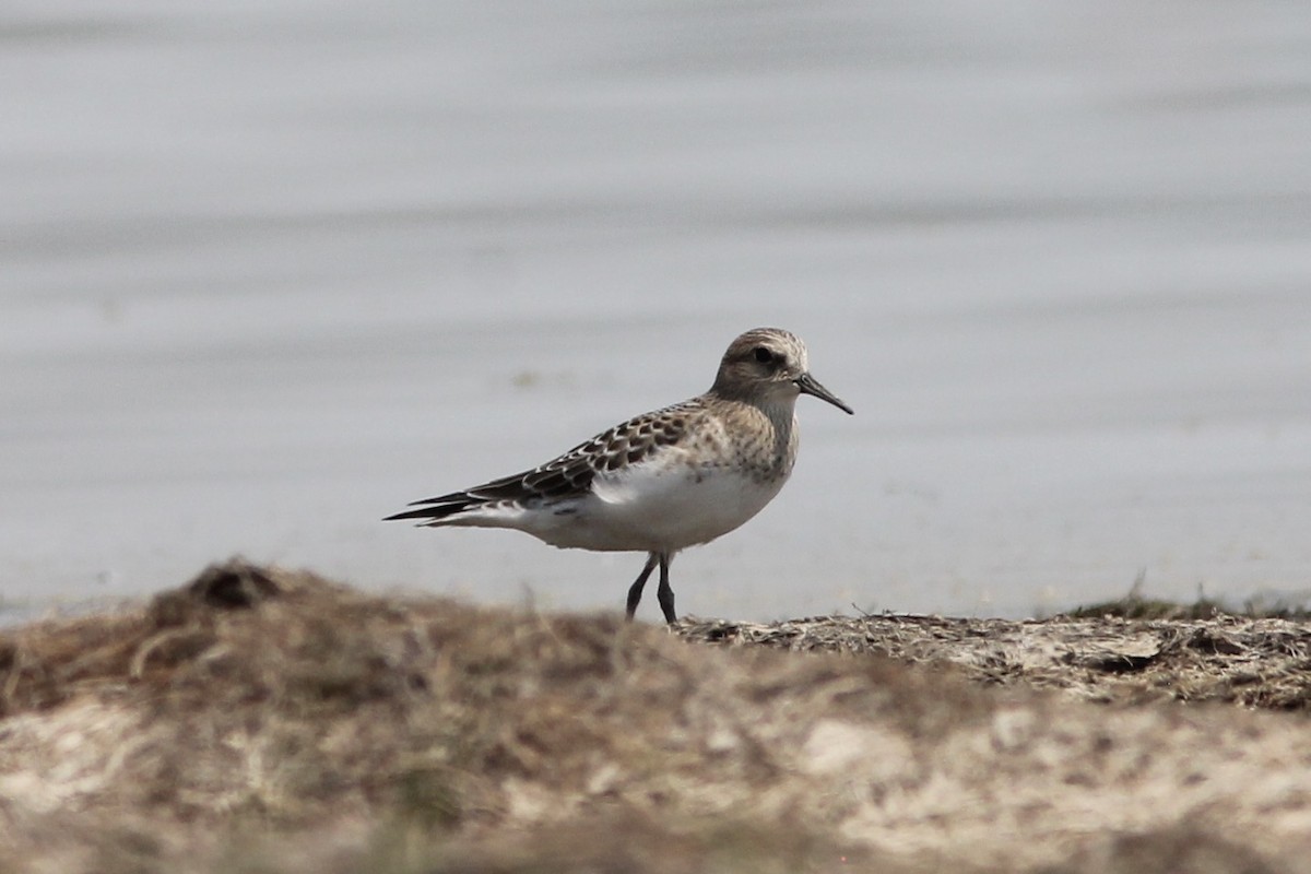 Baird's Sandpiper - ML257033921