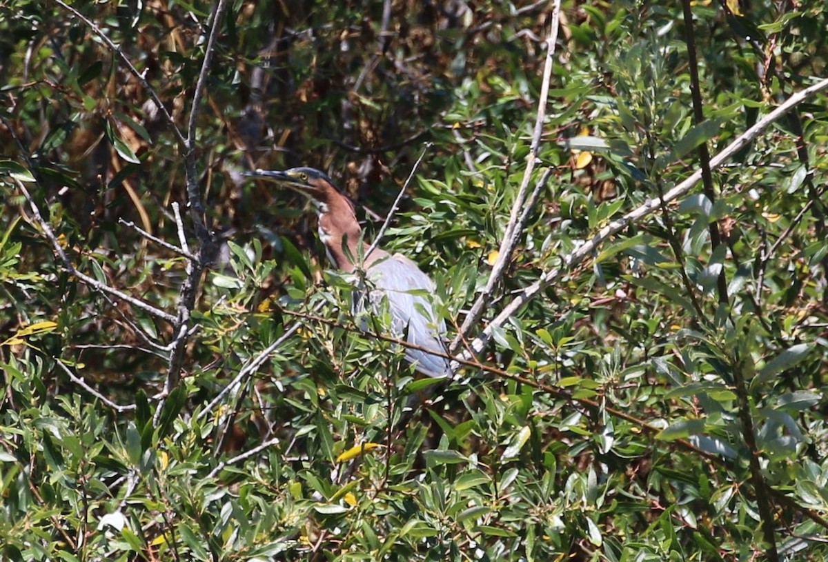 Green Heron - ML257034221