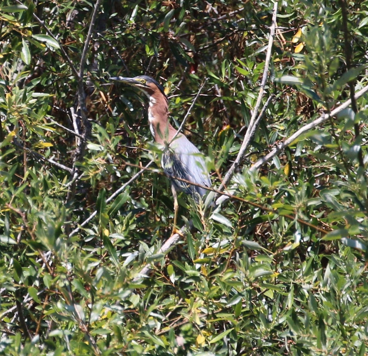 Green Heron - Diane Eubanks