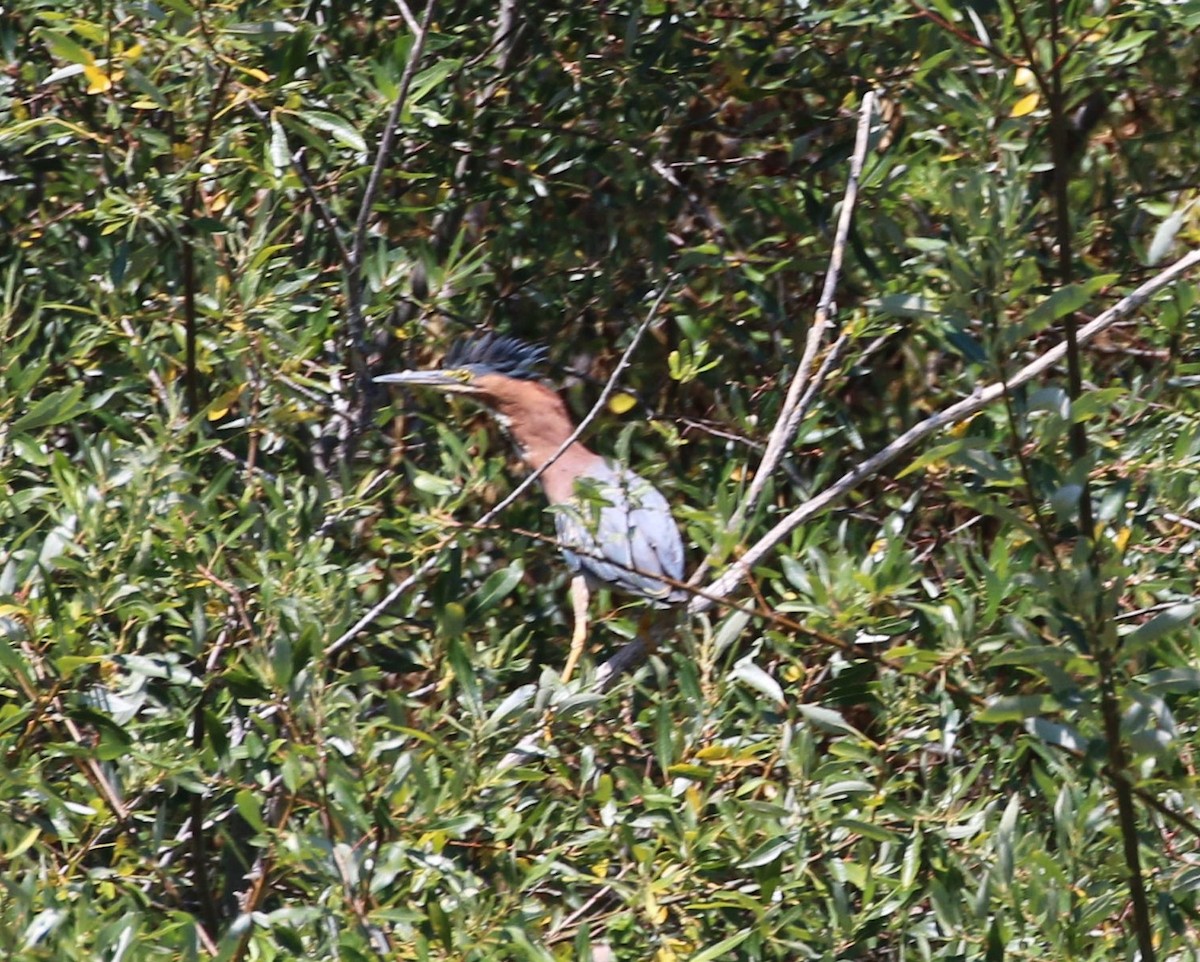 Green Heron - Diane Eubanks