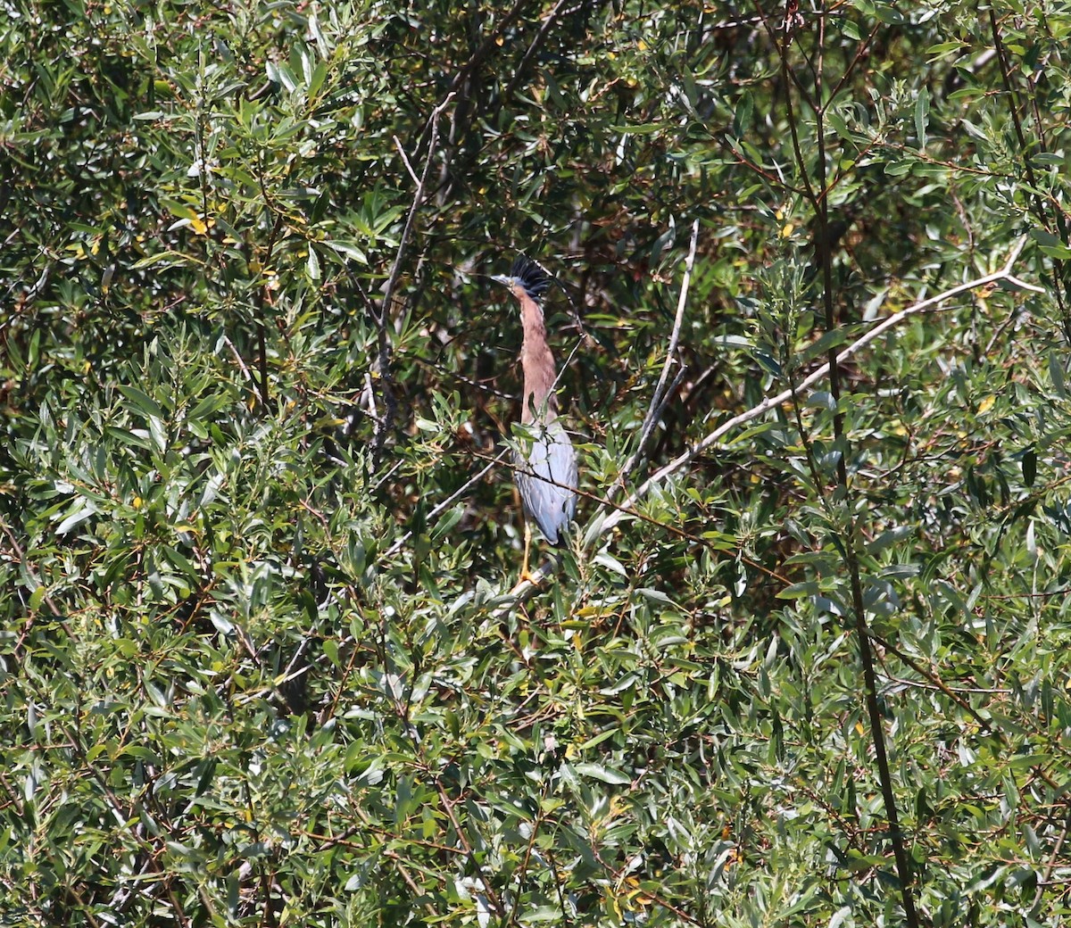 Green Heron - ML257034281