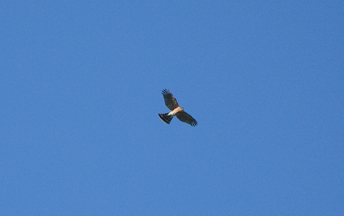 Sharp-shinned Hawk - ML257035491