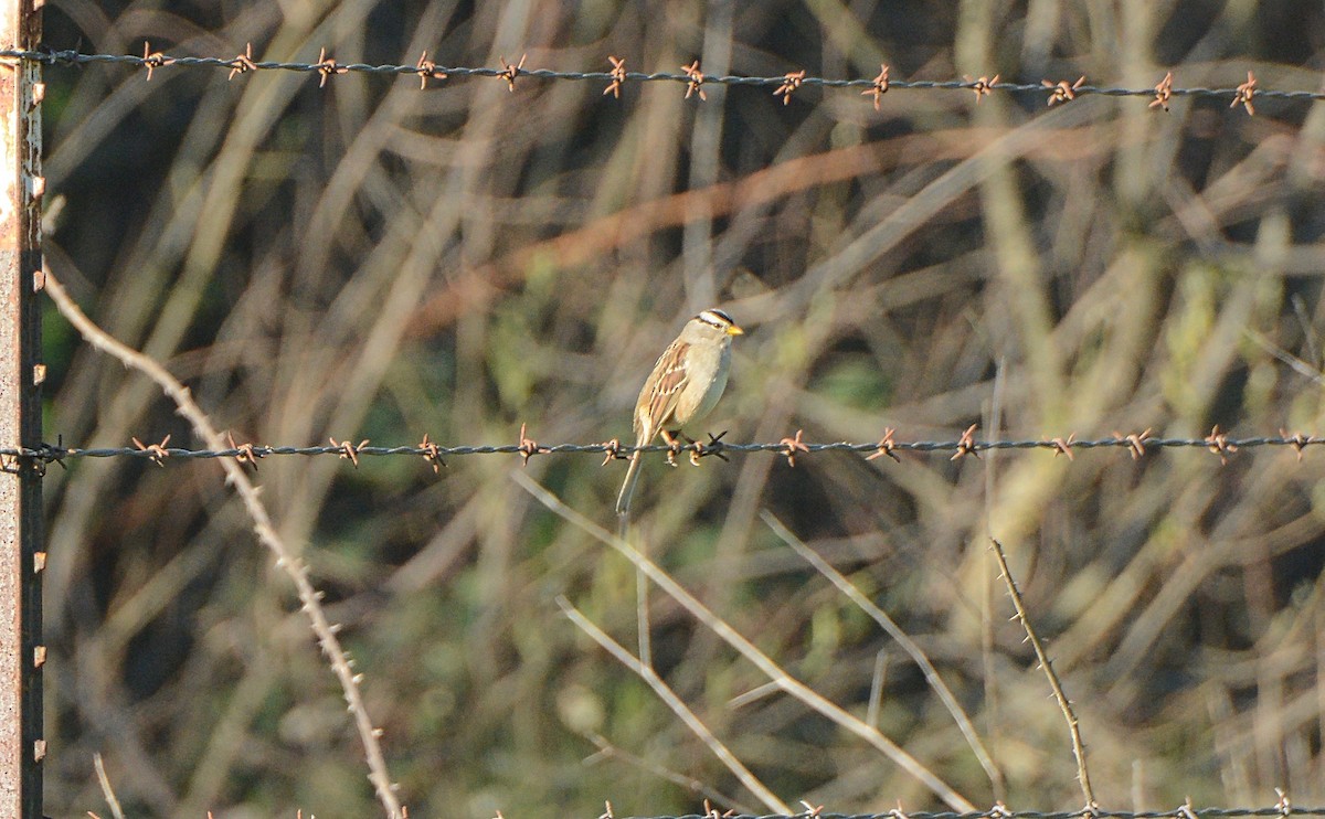White-crowned Sparrow - ML257035871